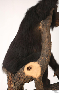 Chimpanzee Bonobo back 0006.jpg